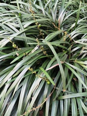 四合院我重生成秦淮茹